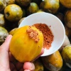 Trái cóc chín loại 1, sản phẩm an toàn